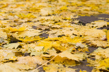 Many fallen maple leaves in the paths in the park