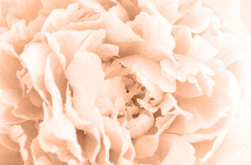 Close up of a beautiful peony flower toned with color of the year 2024, Peach Fuzz, macro shot