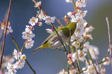 梅の花の蜜を吸うメジロ