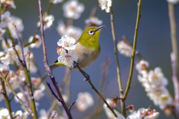 梅の花の蜜を吸うメジロ