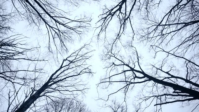 Winter tree with bare, leafless branches exposed from bottom