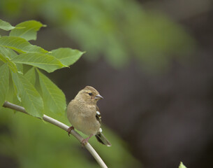 Chaffinch - Buchfink