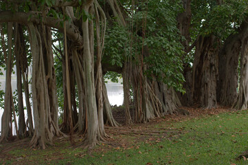 Multiple Banyan Trees early morning sun in St. Petersburg, FL with green grass in foreground. Tall roots hanging high.	