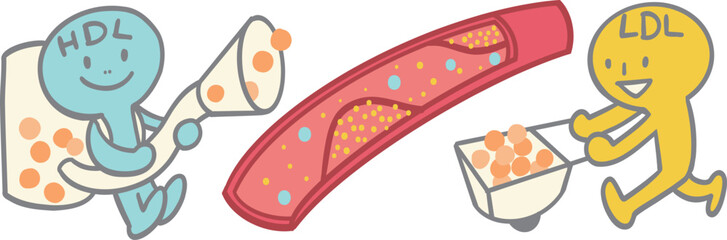 コレステロールと血管