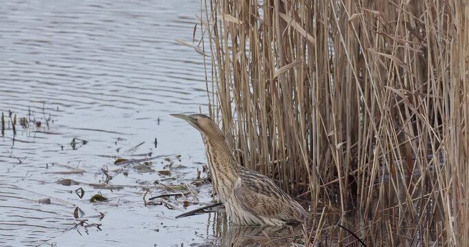 eurasian bittern