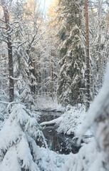 forest with stream in winter