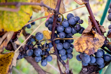 Blue grapes in the sunlight, Mature red grapes on the vine 