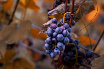 Blue grapes in the sunlight, Mature red grapes on the vine 