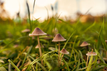 A wild grebe mushroom growing in green grasses