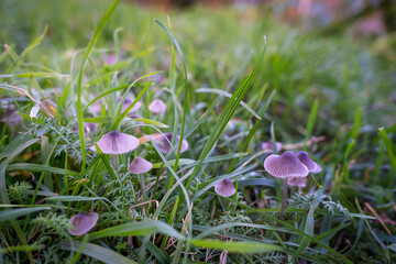 A wild grebe mushroom growing in green grasses