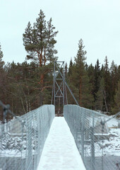 bridge in the forest