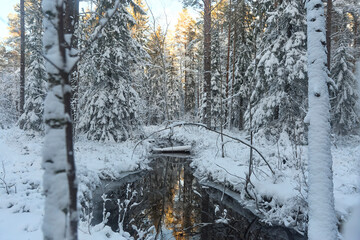 forest with stream in winter