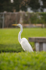 American white egret looking to the left sitting in green grass on a sunny day beside a retention pond in Florida.