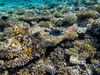 Arothron diadematus in the expanses of the coral reef of the Red Sea