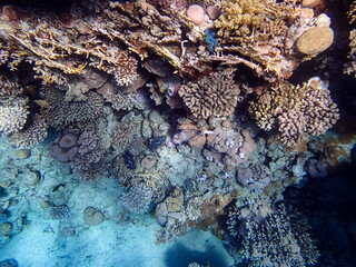 Arothron diadematus in the expanses of the coral reef of the Red Sea