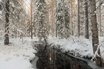 forest with stream in winter