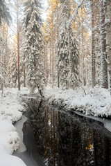 forest with stream in winter