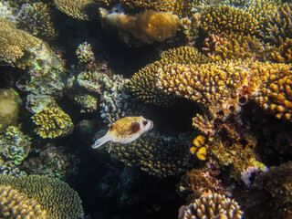 Arothron diadematus in the expanses of the coral reef of the Red Sea