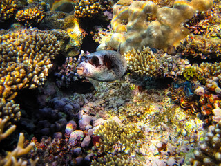 Arothron diadematus in the expanses of the coral reef of the Red Sea