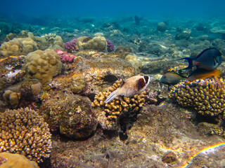 Arothron diadematus in the expanses of the coral reef of the Red Sea
