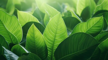 abstract green leaf texture Nature background. Tropical leaves.