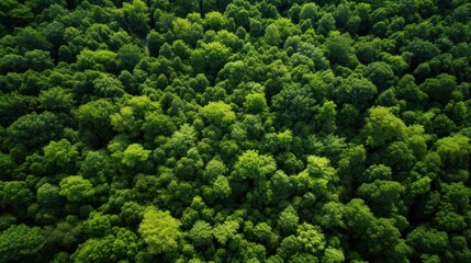 Aerial top view of summer green trees in forest - obrazy, fototapety, plakaty