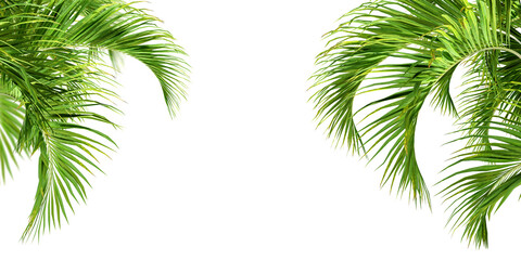 Cut out palm leaf isolated on white - obrazy, fototapety, plakaty