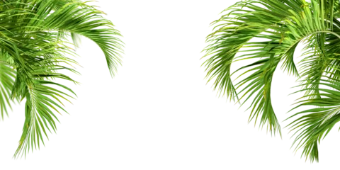 Poster Cut out palm leaf isolated on white © Buffstock