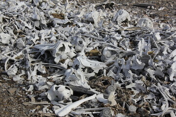 Os de bélougas au Svalbard
