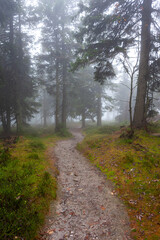 A footpath winds through the misty forest. The drenched path leads through blueberry bushes and misty fir trees.