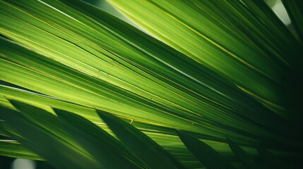 abstract green leaf texture Nature background. Tropical leaves.