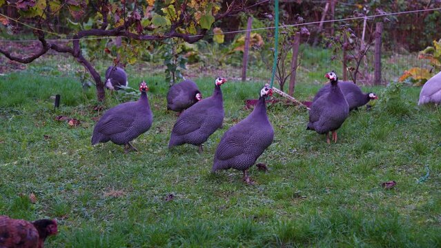 Numida meleagris f. domestica , a seabird that runs in the vegetable garden. 