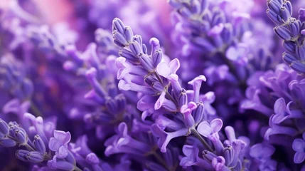 Fotobehang lavender flowers background. © Yahor Shylau 