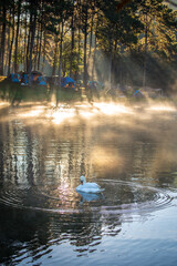 White swans swimming in the lake during the morning sunlight shining through the pine forest into Pang Ung Lake with mist floating on the water at Mae Hong Son province Thailand. - obrazy, fototapety, plakaty