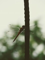 dragonfly on a twig