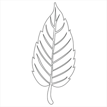 Continuous one line art drawing maple leaf botanical decorative symbol outline vector illustration