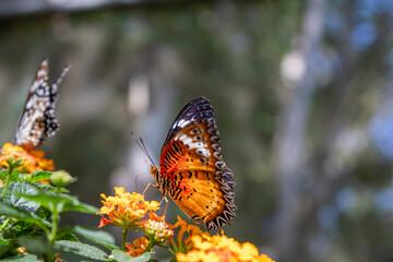 Thailand Butterfly Beautiful Nature