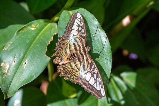 Thailand Butterfly Beautiful Nature