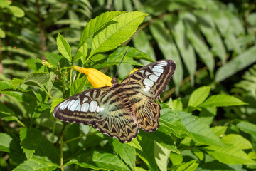 Thailand Butterfly Beautiful Nature