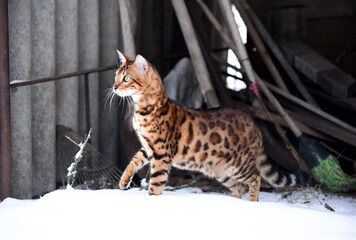 Bengal cat outdoors in winter snowy weather, photo - obrazy, fototapety, plakaty