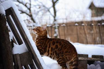 Bengal cat outdoors in winter snowy weather, photo - obrazy, fototapety, plakaty
