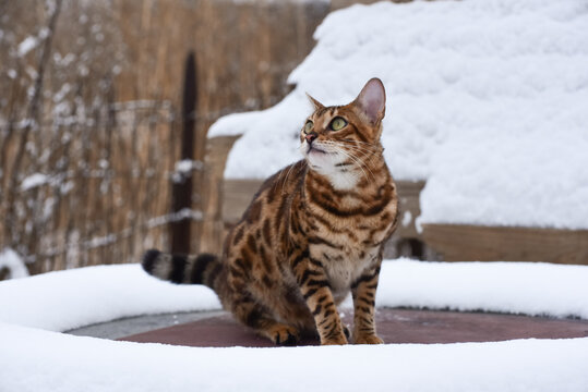 Bengal cat outdoors in winter snowy weather, photo