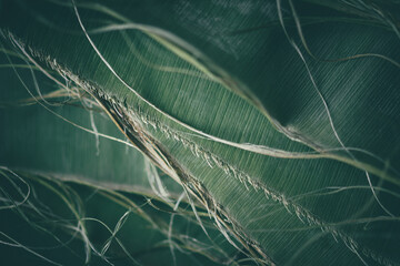 Balinese-style banana leaves torn from dry stems stacked on top of each other, green background...