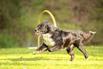 Border Collie dog is running through an arc in Hoopers course.