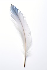 A single feather on a clean background isolated on white background