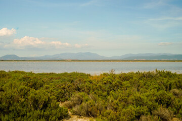 Fototapeta na wymiar Stagno sa Punta de s'Aliga, area paludosa e fenicotteri. Isola di Sant'Antioco. Sardegna, Italia