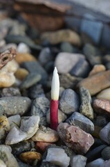 Closed flower of Colchicum kesselringii in the garden