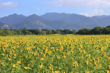 満開のひまわり畑