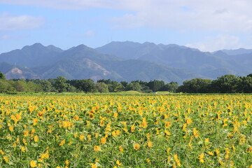 満開のひまわり畑