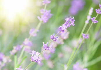 Selective focus on lavender flowers with morning sunlight blur background.